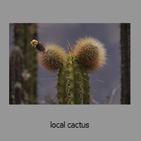 local cactus